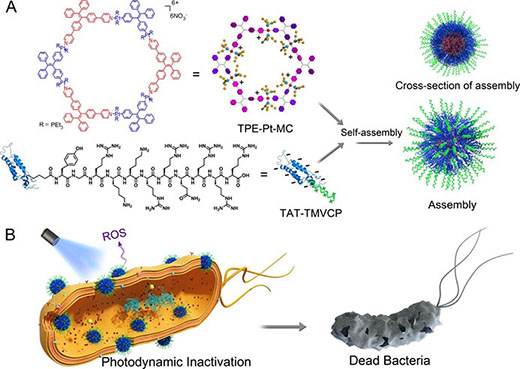 Membrane Intercalation-Enhanced Photodynamic Inactivation of Bacteria by a Metallacycle and TAT-Decorated Virus Coat Protein
