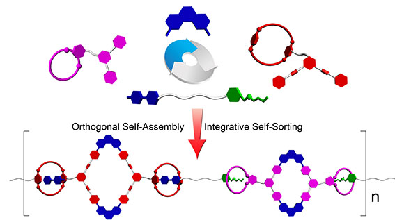 Engineering Orthogonality in the Construction of Alternating Rhomboidal Copolymer with High Fidelity via Integrative Self-Sorting
