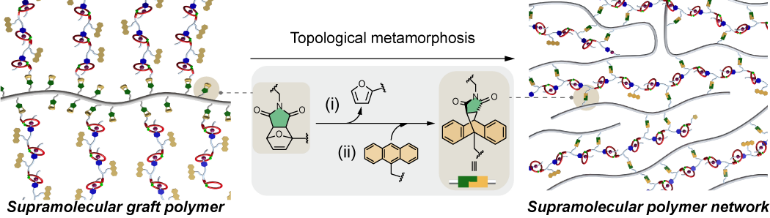 Thermo-Responsive Topological Metamorphosis in Covalent-and-Supramolecular Polymer Architectures