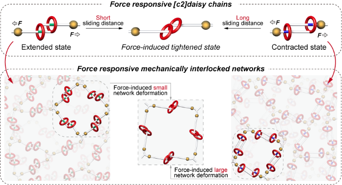 Insights into the Correlation of Microscopic Motions of [c2]Daisy Chains with Macroscopic Mechanical Performance for Mechanically Interlocked Networks