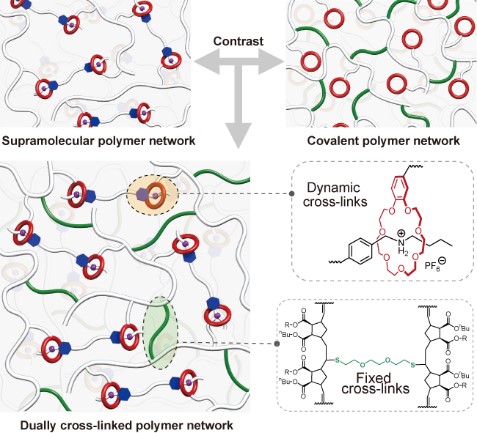 Insights into the Correlation of Cross-linking Modes with Mechanical Properties for Dynamic Polymeric Networks