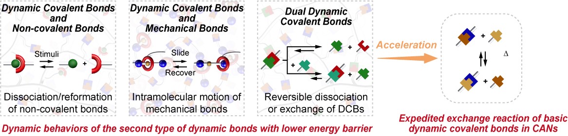 Synergistic Dual Dynamic Bonds in Covalent Adaptable Networks