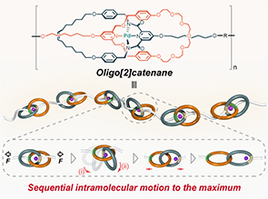 Oligo[2]catenane that Is Robust at Both the Microscopic and Macroscopic Scales