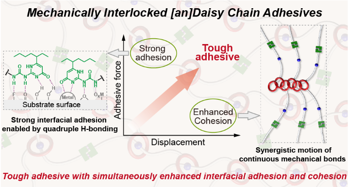 Mechanically Interlocked [an]Daisy Chain Adhesives with Simultaneously Enhanced Interfacial Adhesion and Cohesion