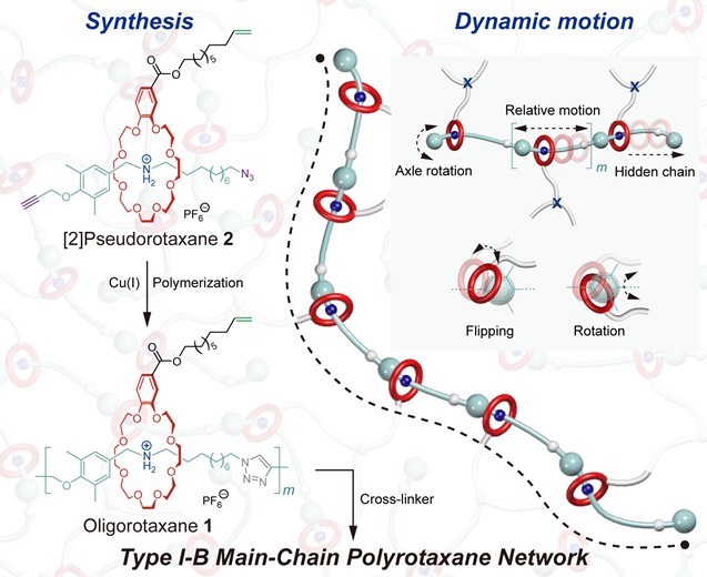 Type I-B Main-Chain Polyrotaxane Network