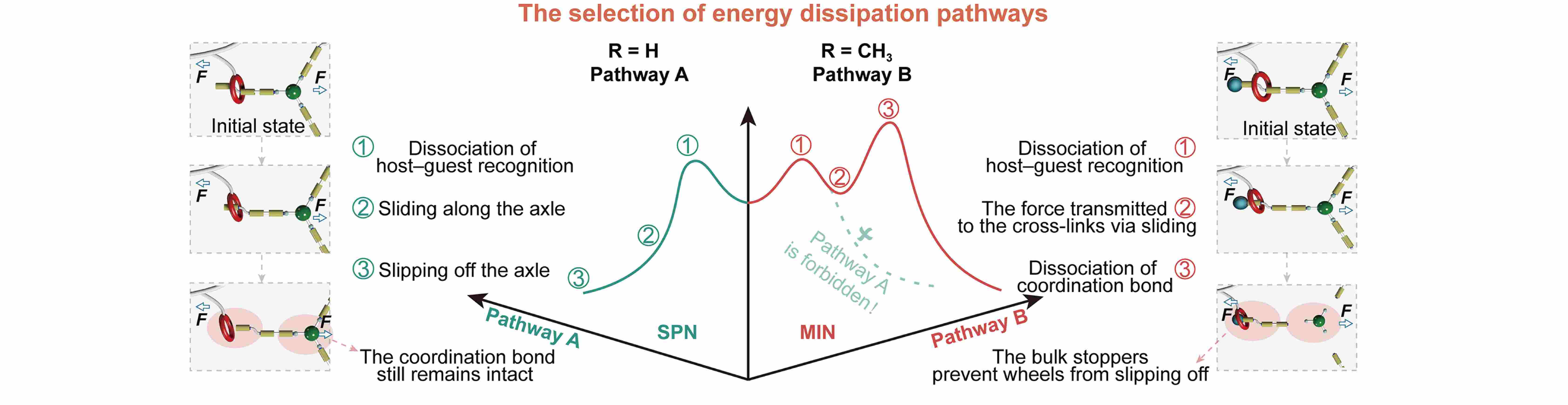 Engineering Energy Dissipation Pathway via Topological Design: Towards Tunable Macroscopic Mechanical Performances of Dynamic Polymer Networks