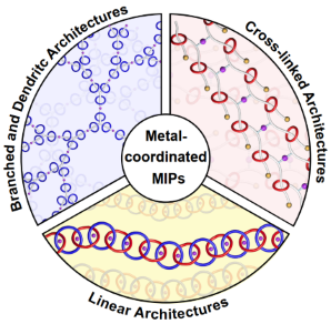 Metal-coordinated mechanically interlocked polymers