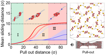 Interfacial Dynamics and Mechanical Properties of Substrate-Supported [c2]Daisy Chain Networks