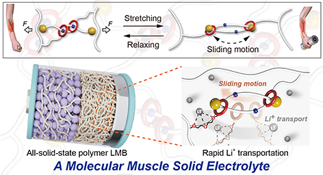 A Transformative Molecular Muscle Solid Electrolyte