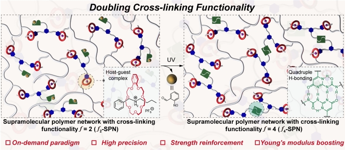 Doubling Cross-linking Functionality in Supramolecular Polymer Networks via Photoinduced Quadruple H-Bonding Formation