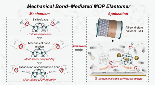 Mechanical Bond–Mediated Metal–Organic Polyhedra Elastomer