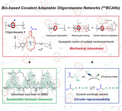 Bio-Based Covalent Adaptable Oligorotaxane Networks
