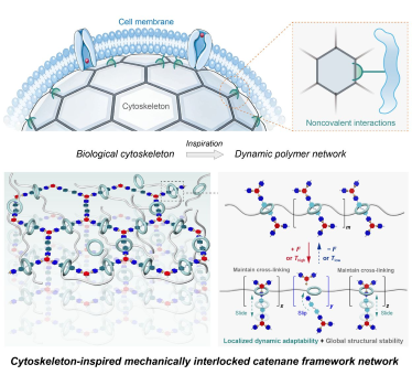 Cytoskeleton-Inspired Mechanically Interlocked Catenane Framework Enabling Robust yet Dynamic Polymer Networks