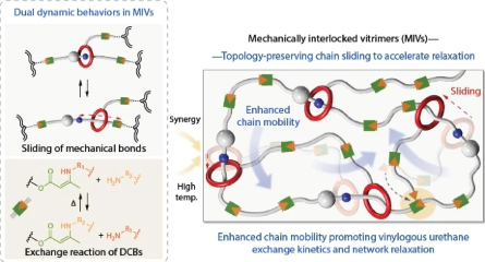Mechanical Bonds Unlock Rapid Stress Relaxation in Covalent Adaptable Networks via Topology-preserving Chain Sliding