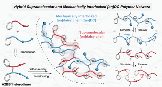 A Bioinspired Hybrid Polymer Network Fusing Supramolecular and Mechanically Interlocked [an]Daisy Chains